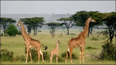 Allez courage ! : 
Girafe !