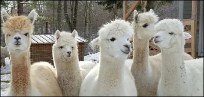Comment appelle-t-on un lama blanc ?