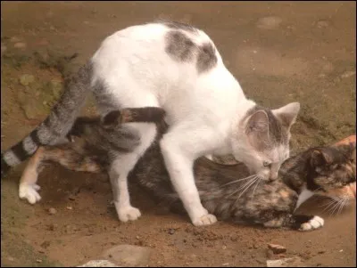 Dans "Minuit" quel est le guérisseur du Clan du Vent ?