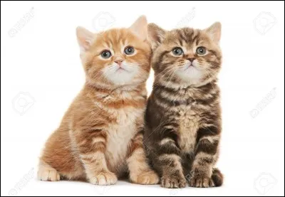 Quel est le membre du clan du Vent qui a été nommé guerrier dans la Tribu de l'Eau Vive ?