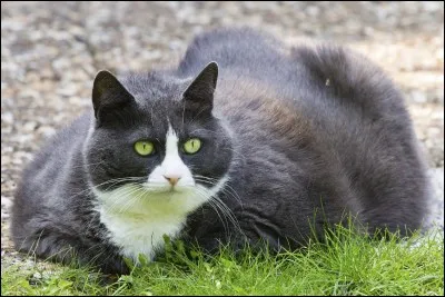 Dans le livre "Aurore", quel est le chef du Clan du Vent ?