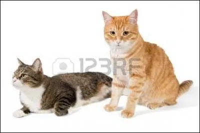 Qui est le premier guérisseur du Clan du Vent ?