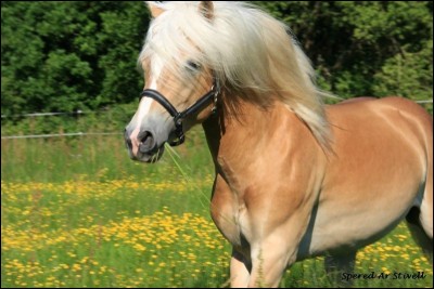 Quelle est la différence entre un cheval et un poney ?