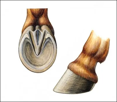 Quelle est la partie du sabot qu'il ne faut pas toucher avec un cure pied ?