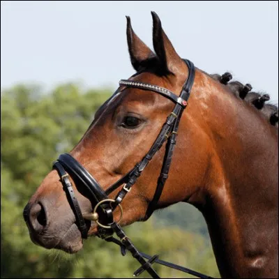 Comment s'appelle l'objet qui permet de diriger son poney ou son cheval ?