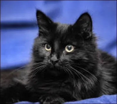 "Il est difficile d'attraper un chat noir dans une pièce sombre, surtout quand il n'est pas" est un proverbe :