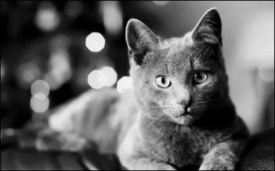 "Il est rare de trouver un chat fidèle devant le lait" est un proverbe :