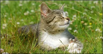 "Le chat qui se fait moine n'oublie pas ses habitudes" est un proverbe :