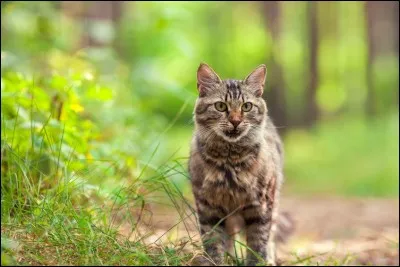 "Peu importe que le chat soit gris ou noir, pourvu qu'il attrape les souris" est un proverbe :