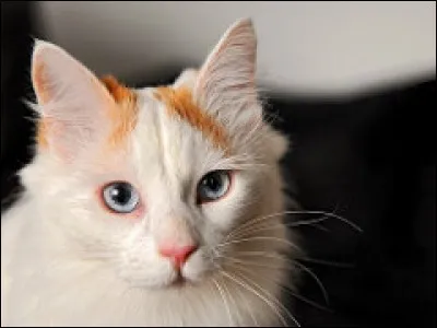 "Ne fais pas confiance au chat quand il y a du poisson au menu" est un proverbe :