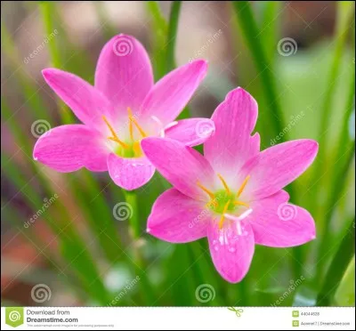 Qui est sa grand-mère paternelle ?