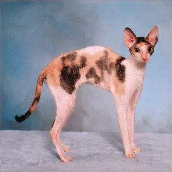 Quelle est cette race?: