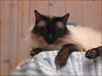 Quelle est cette race?: