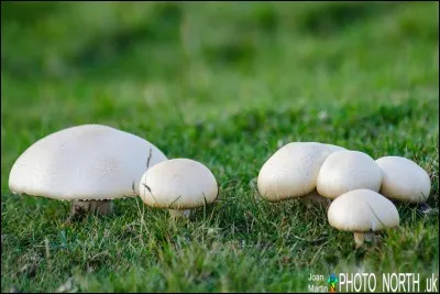 Ce champignon poussant dans les prés aux lames brun chocolat est-il comestible ?