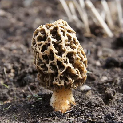 Ce champignon de printemps est-il comestible ?