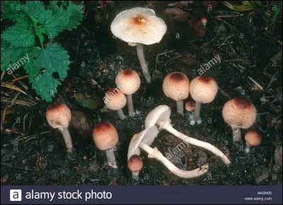 Ce petit champignon poussant dans les jardins et les parcs est-il comestible ?