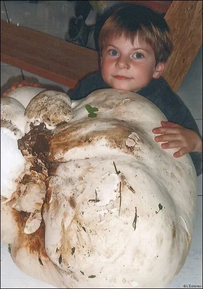 Ce bien gros champignon qui peut atteindre la taille d'un gros ballon gonflable est-il comestible ?