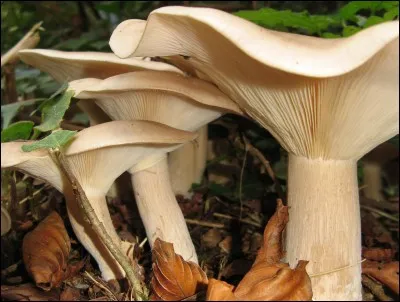 Ce champignon est-il comestible ?