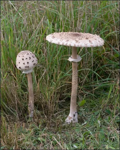 Ce champignon est-il comestible ?