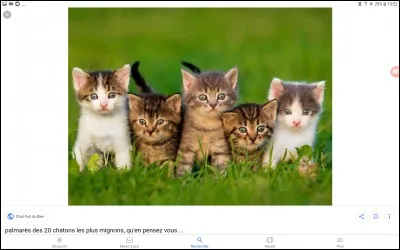 Combien d'animaux a-t-elle ?