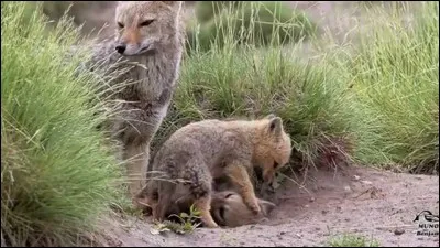 Quel est le seul canid&eacute; qui peut grimper aux arbres ?