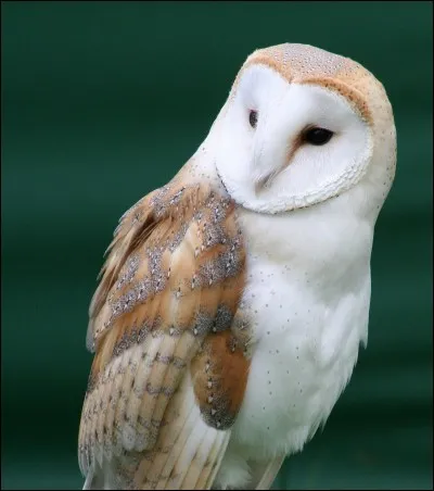 Qu'est-ce qui permet &agrave; une chouette de bien voir la nuit ?