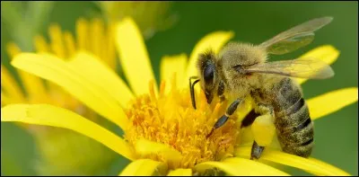 Comment appelle-t-on le transfert des grains de pollen de l'anth&egrave;re au stigmate ?