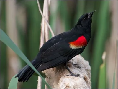 "La chute du Faucon noir" est un film réalisé par Tony Scott.