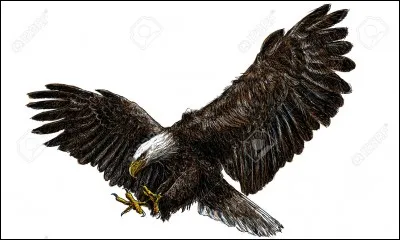 "L'Aigle Noir" est le titre d'une chanson de Barbara.