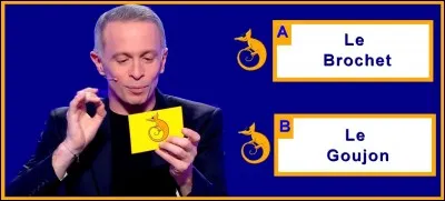 Qui suis-je ? Poisson grégaire de la famille des cyprinidés, je mesure environ 15 centimètres et vis dans les rivières et lacs d'Europe ; je suis très sensible à la pollution ; parfois appelé Gobi ; dans une expression, si l'on me taquine, c'est qu'on pêche à la ligne. Je suis :