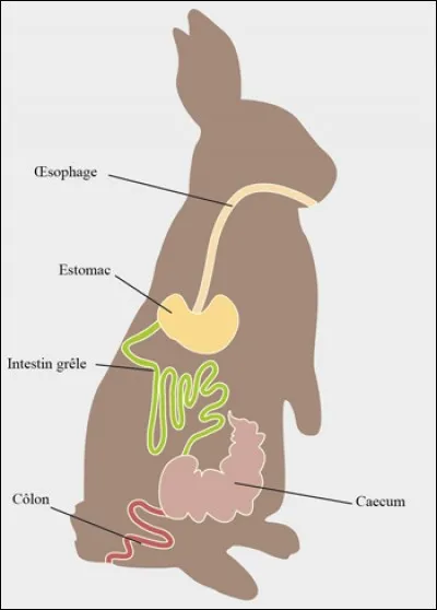 Quelle est la particularité de la digestion du lapin ?