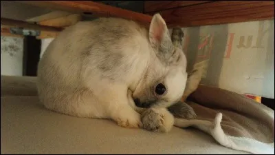 Que sont « les caecotrophes » ?