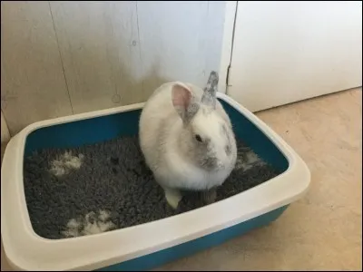 Que faut-il faire pour s'assurer que le système digestif du lapin fonctionne bien ?