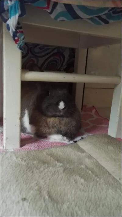 Que se passe-t-il si un lapin ne mange pas de la journée ?