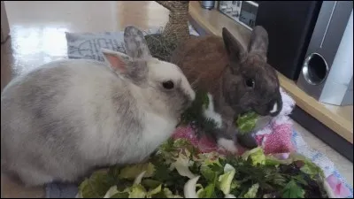 Que faut-il faire pour éviter tout souci digestif ?