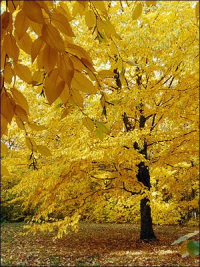 Ce qu'on appelle en Am&eacute;rique du Nord "l'&eacute;t&eacute; indien", et qui se d&eacute;roule en automne, se nomme en Europe de quelle fa&ccedil;on ?