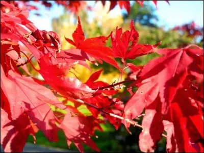 Il existe &agrave; l'internationale une "F&ecirc;te de la mi-automne" qui est tr&egrave;s c&eacute;l&eacute;br&eacute;e. Sur quel continent la f&ecirc;te-t-on ?