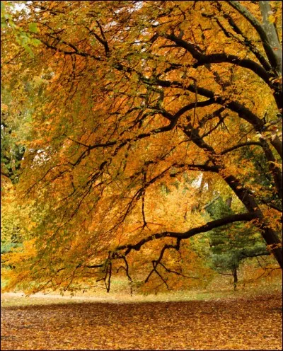 Le c&eacute;l&egrave;bre po&egrave;me tr&egrave;s musical de Verlaine, qui commence ainsi &laquo;&nbsp;Les sanglots longs Des violons De l'automne Blessent mon c�ur D'une langueur Monotone&nbsp;&raquo;, porte quel titre&nbsp;?