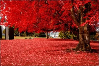 Qui a r&eacute;alis&eacute; le film "Sonate d'automne", qui relate une confrontation entre une m&egrave;re c&eacute;l&egrave;bre (jou&eacute;e par Ingrid Bergman) et sa fille (jou&eacute;e par Liv Ullman) ?