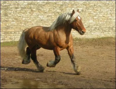 Quel est le nom de cette robe de cheval ?