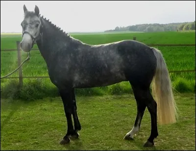 Dans quelle discipline la race Connemara est-elle utilisée ?