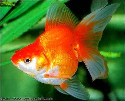 Généralement, les poissons pondent des ufs.