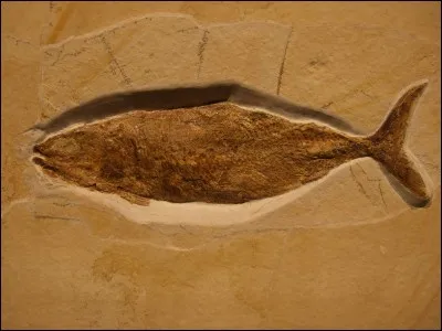 Le premier poisson est apparu il y a environ 310 millions d'années.