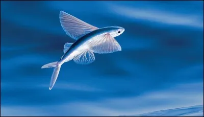 Ce poisson se nomme "poisson volant" car il peut voler à quelques centimètres de l'eau pendant un petit instant.