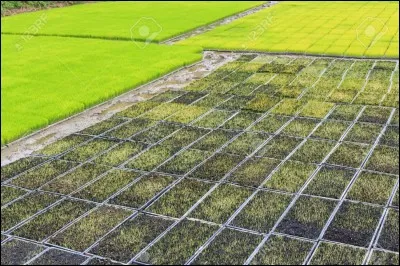 Quelle est l'unité internationale de mesure pour la superficie ?