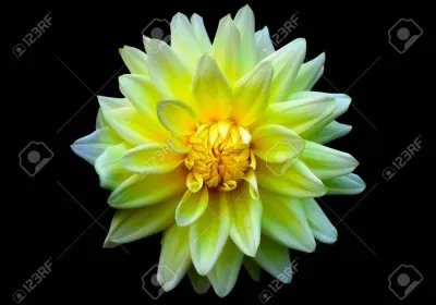 Le dahlia est originaire du Mexique.