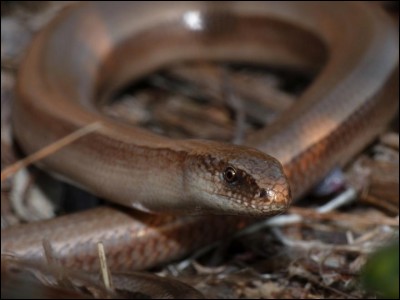 Quel lézard apode (sans pattes) est également appelé "serpent de verre" ?