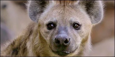 Quel mammifère charognard se caractérise par son arrière-train surbaissé ?