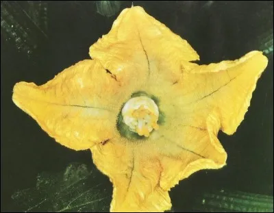 Et voici une fleur de...