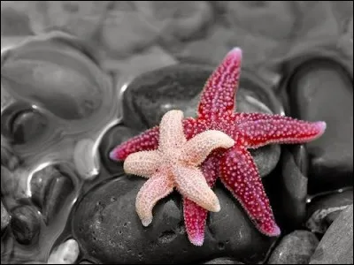 Que se passe-t-il si un prédateur arrache un bras à une étoile de mer ?